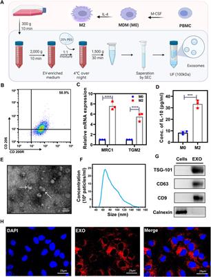 Exosomes derived from M2 macrophages induce angiogenesis to promote wound healing